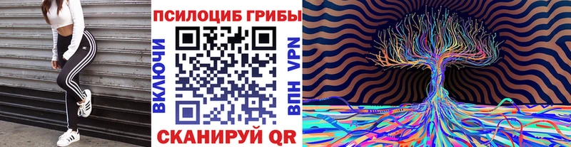 где найти   Осинники  Псилоцибиновые грибы Psilocybe 