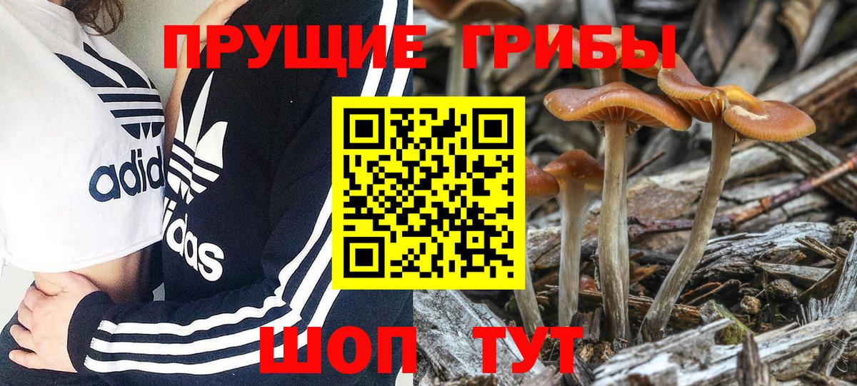 Галлюциногенные грибы Psilocybine cubensis Осинники